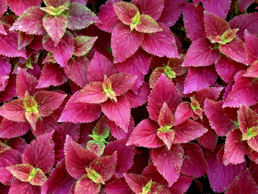 426892 (a): :1600x1200